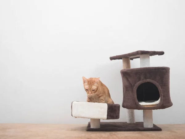 Cute Cat Sitting Cat Condo House White Wall Background — Photo