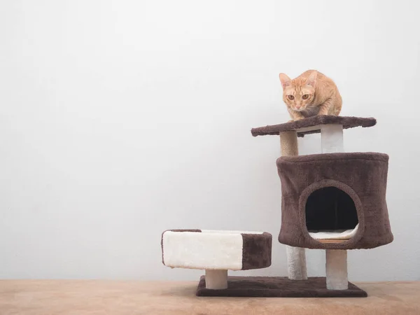 Orange Cat Sitting Head Cat Condo Looking Camera House White — Photo