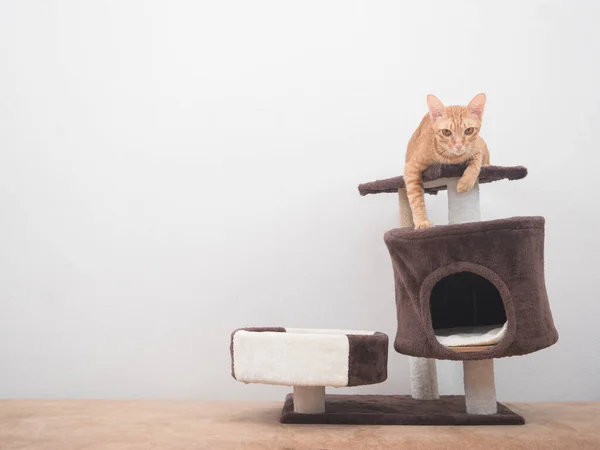 Cute Cat Orange Color Laying Cat Condo Looking Camera White — Photo