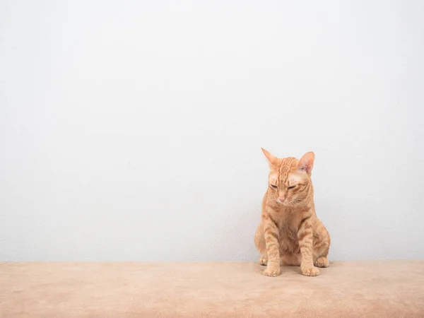Домашняя Кошка Сидит Дома Диване Чувствуя Сонливый Белый Фон — стоковое фото