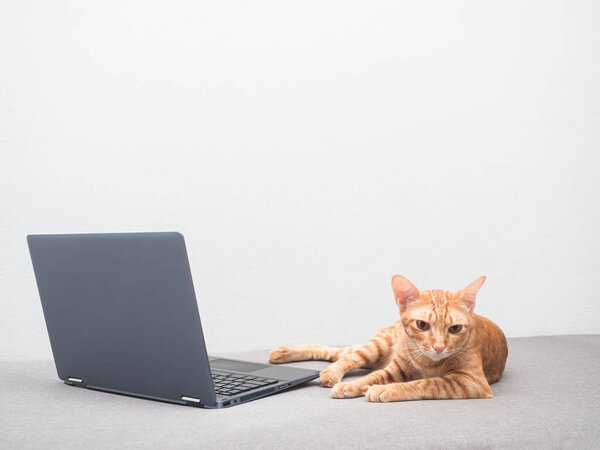 Lazy cat orange color aly relax on sofa with laptop white wall background at home