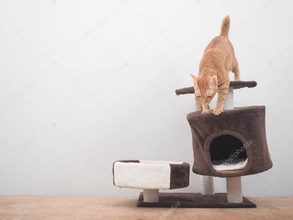 Cat jumping down from cat condo on sofa at white background
