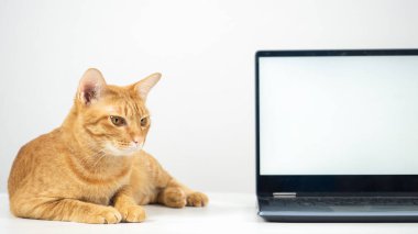 Close up cat laying on the table with laptop white screen