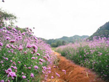 Çiçek tarlası pembe Vadi manzaralı