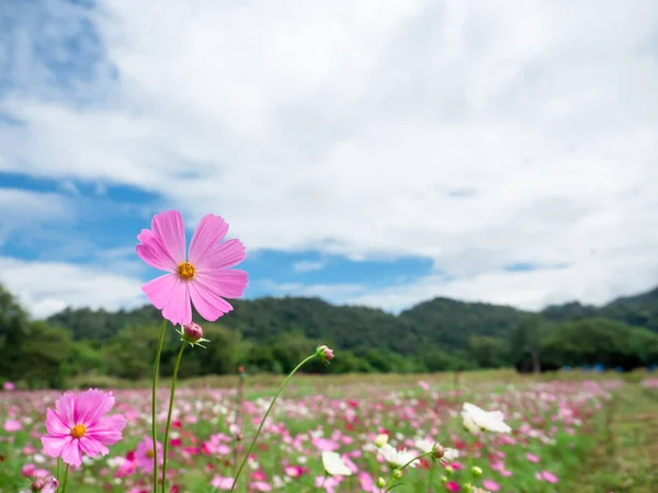 Cosmos Flor Color Rosa Campo Flores Con Vista Montaña Fondo — Foto de Stock