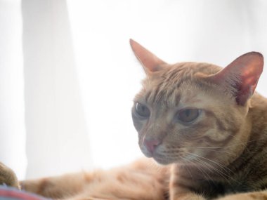 Turuncu evcil kediyi kapat. Kanepede uyu. Sabah güneş ışığıyla dinlen.