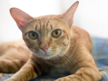 Kapalı turuncu kedi yavrusu kanepede oturuyor. Sabahları güneş ışığı altında rahatlıyor.