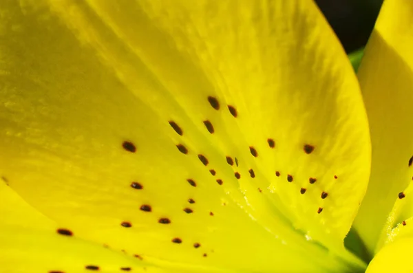 Perto Uma Flor Amarela Jardim Verão — Fotografia de Stock