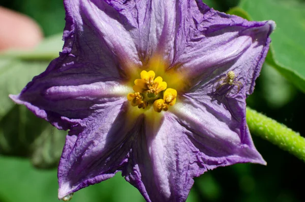 Krásná Květina Skleníku Zblízka Makro — Stock fotografie