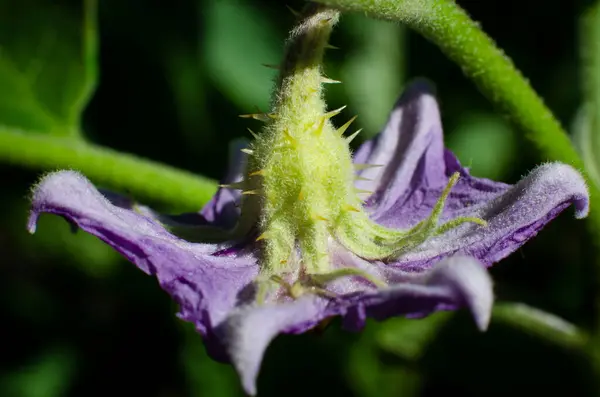 Mooi Botanisch Schot Natuurlijk Behang — Stockfoto