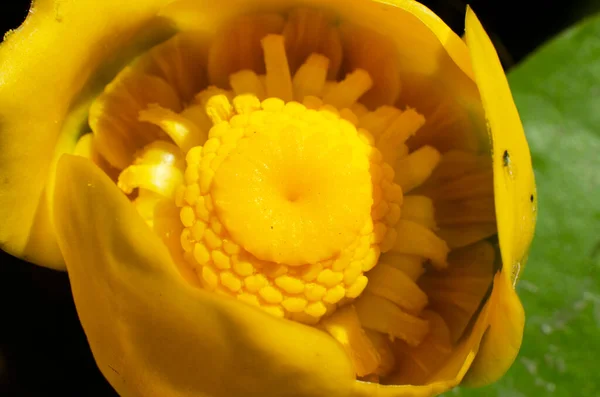 黄色の花を閉じて — ストック写真