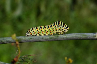 Güzel sarı tırtıl böceği