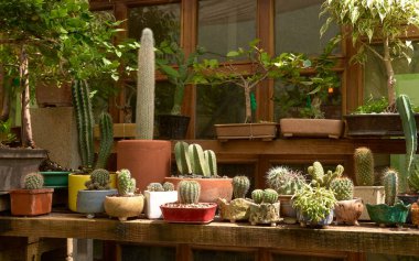 Small cactus in botanical garden, variety of cactus