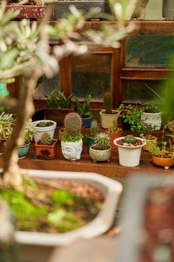 Small cactus in botanical garden, variety of cactus