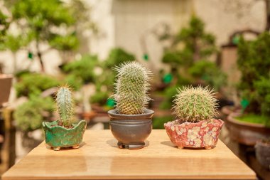 Small cactus in botanical garden, variety of cactus