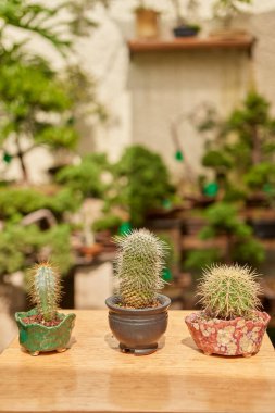 Small cactus in botanical garden, variety of cactus