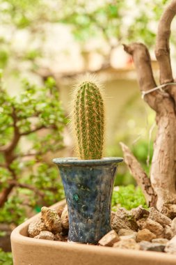 Small cactus in botanical garden, variety of cactus