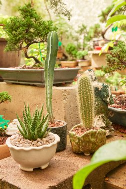 Small cactus in botanical garden, variety of cactus