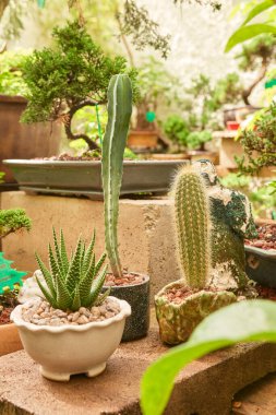 Small cactus in botanical garden, variety of cactus