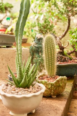 Small cactus in botanical garden, variety of cactus