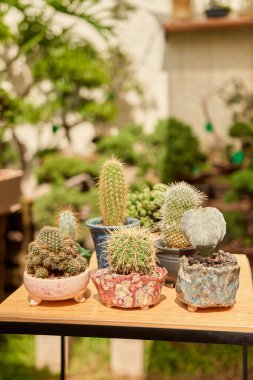 Small cactus in botanical garden, variety of cactus