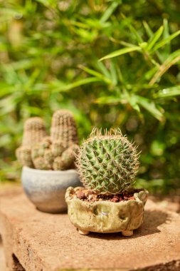 Small cactus in botanical garden, variety of cactus