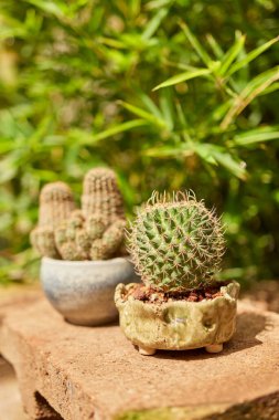 Small cactus in botanical garden, variety of cactus