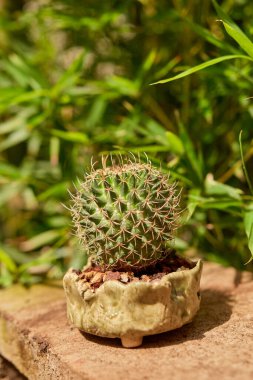 Small cactus in botanical garden, variety of cactus