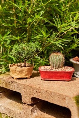 Small cactus in botanical garden, variety of cactus