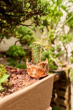 Small cactus in botanical garden, variety of cactus