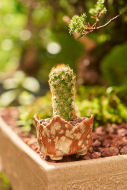 Small cactus in botanical garden, variety of cactus