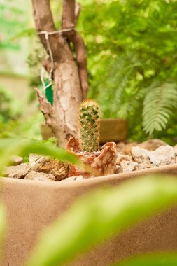 Small cactus in botanical garden, variety of cactus