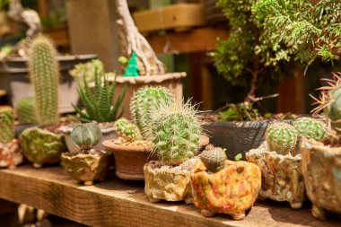 Small cactus in botanical garden, variety of cactus