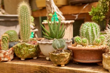 Small cactus in botanical garden, variety of cactus