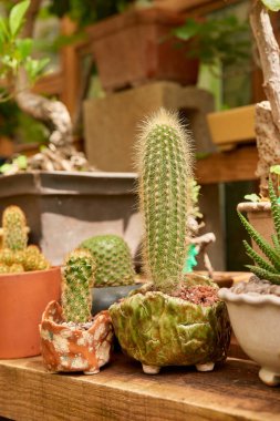 Small cactus in botanical garden, variety of cactus