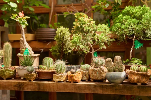 Small Cactus Botanical Garden Variety Cactus — Stok Foto
