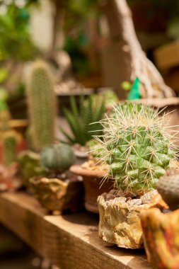 Small cactus in botanical garden, variety of cactus