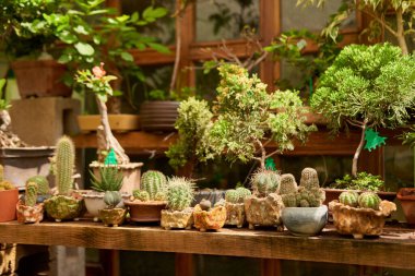 Small cactus in botanical garden, variety of cactus