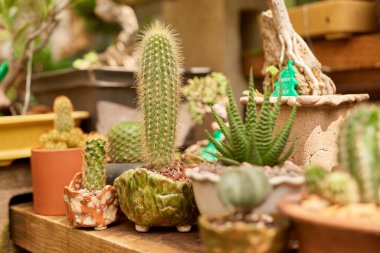 Small cactus in botanical garden, variety of cactus