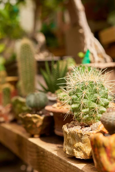 Small cactus in botanical garden, variety of cactus