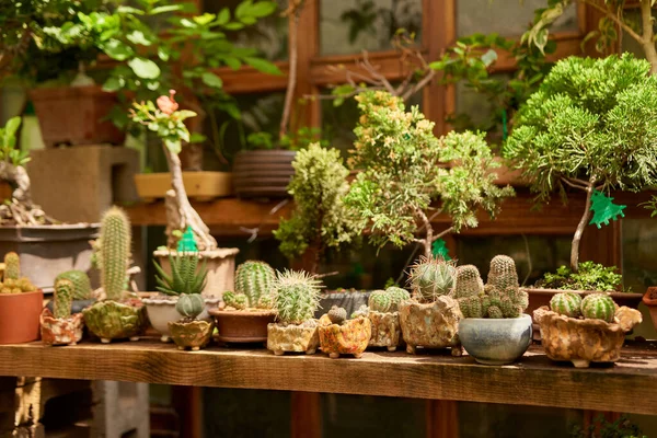 Small cactus in botanical garden, variety of cactus