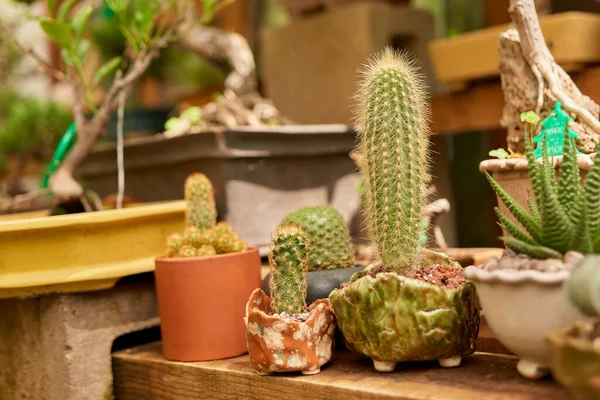 Small cactus in botanical garden, variety of cactus