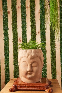 plant in clay pots on wooden table. decorative flowerpots.