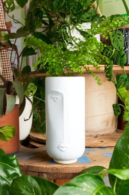 plant in clay pots on wooden table. decorative flowerpots.