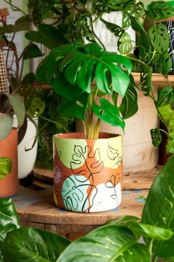 plant in clay pots on wooden table. decorative flowerpots.