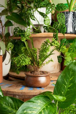 plant in clay pots on wooden table. decorative flowerpots.