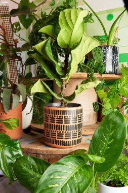 plant in clay pots on wooden table. decorative flowerpots.