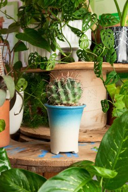 Cactus plant in clay pots on wooden table. decorative flowerpots.