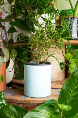 plant in clay pots on wooden table. decorative flowerpots.