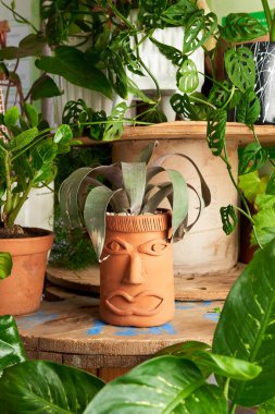 plant in clay pots on wooden table. decorative flowerpots.